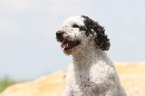 PERRO DE AGUA 137